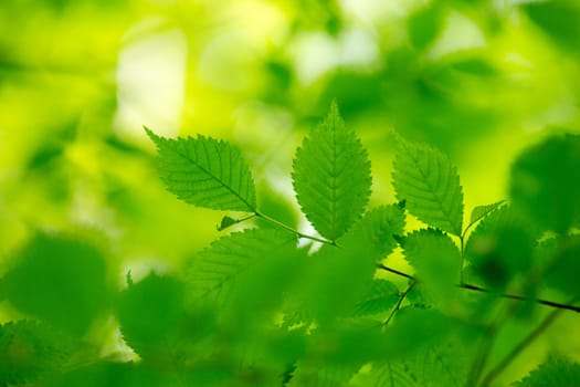 green leaves background in sunny day