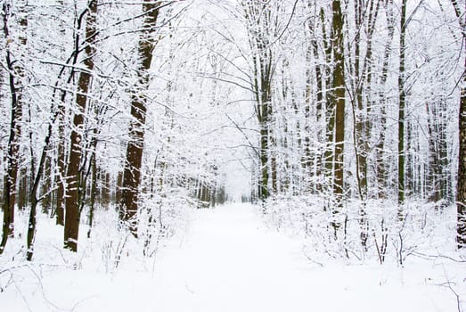 beautiful winter forest  and the road