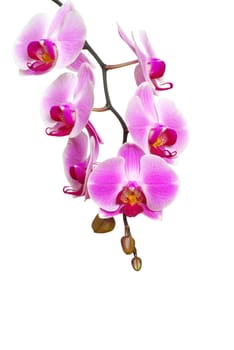 Pink orchid isolated on a white background