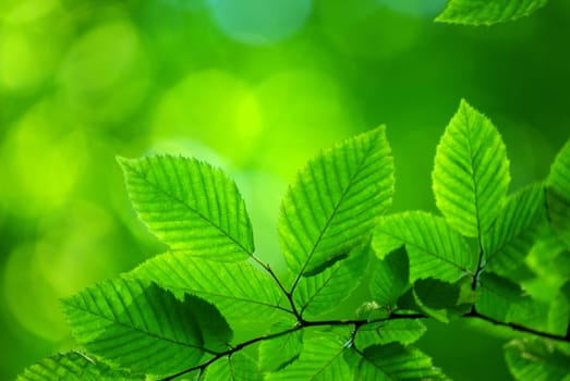 green leaves background in sunny day