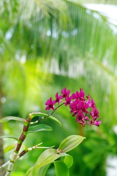 beautiful orchid on green background