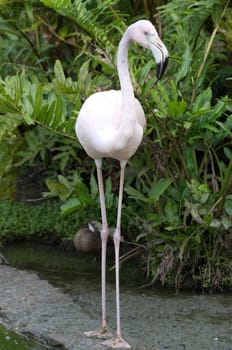 Image of flamingos in the water