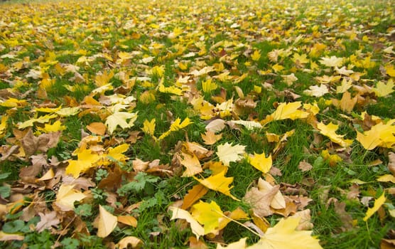 Colorful foliage in the autumn park