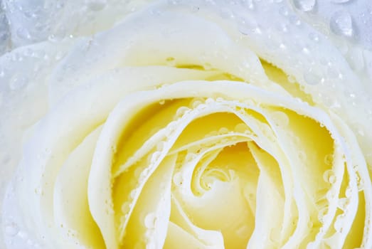 a close-up of a white rose