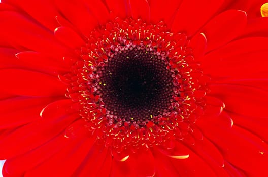 gerbera flower close up background