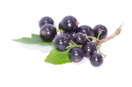 branch of black currant fruits isolated on white background
