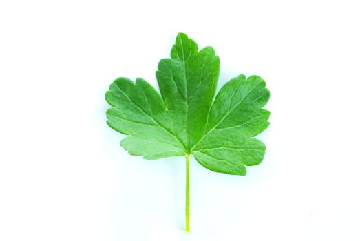 green leaf isolated on a white
