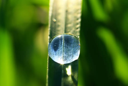 Dew drop on a blade of grass