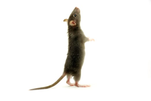 rat  isolated on white background