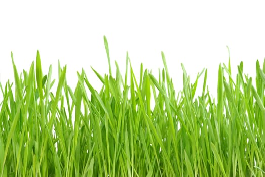 Green lawn isolated on white background