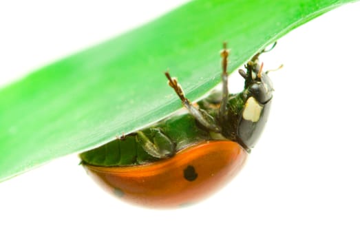 red ladybug on green grass isolated on white