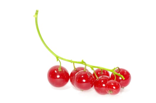 red currant isolated on a white background
