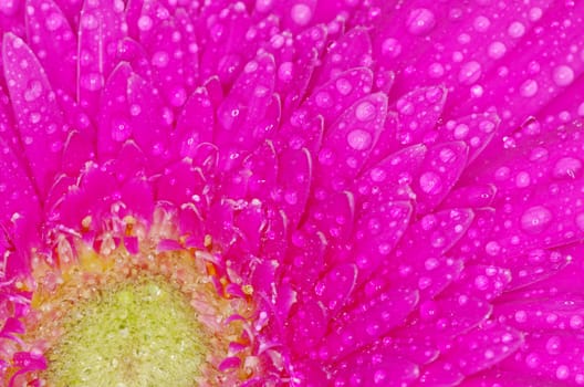 gerbera flower close up background
