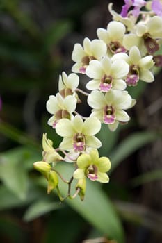 beautiful orchid on green background