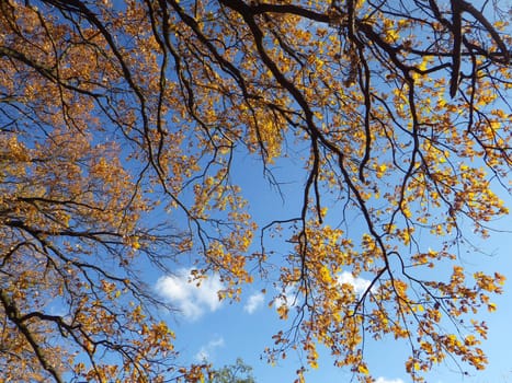autumn forest background in a sunny day