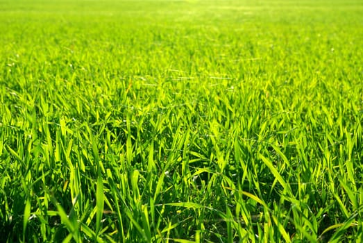 Freshly cut green lawn in the afternoon