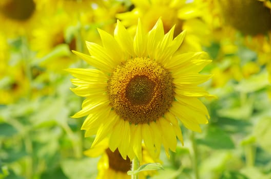 Closeup of a bright yellow sunflowers