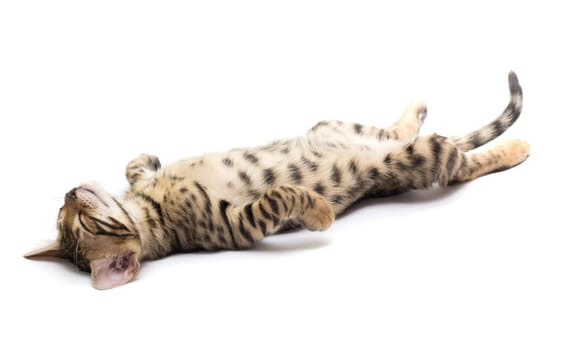 The small British kitten sleeps