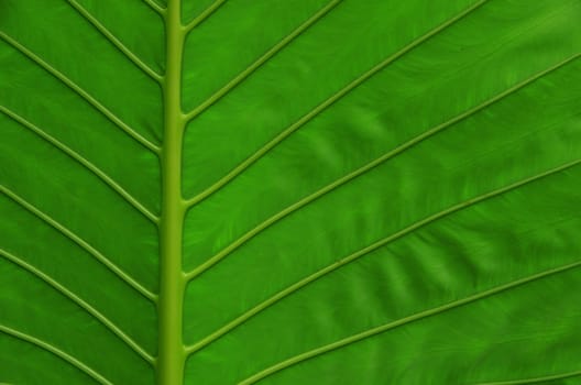 Texture of a green leaf as background