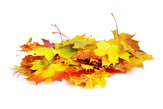 autumn maple leafs isolated on a white