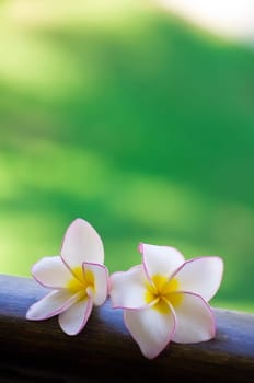 Pink frangipani flowers on green background