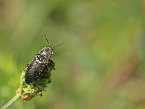 Fast beetle (Selatosomus latus) on Small Meadow Button