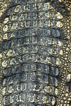 Crocodile skin texture close up