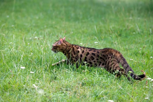 The cat runs on a lawn