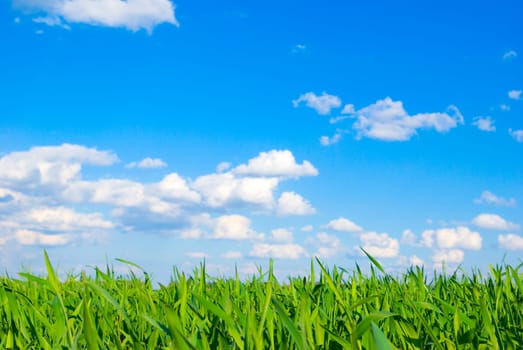 field on a background of the blue sky