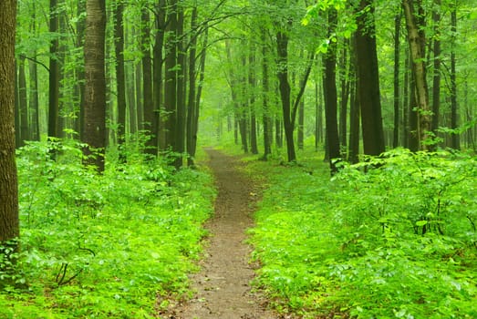 a path is in the green forest