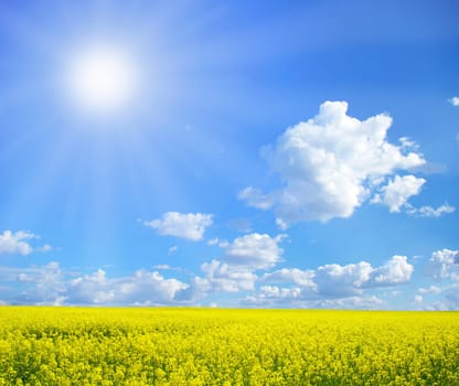 Rape field and clouds in sky