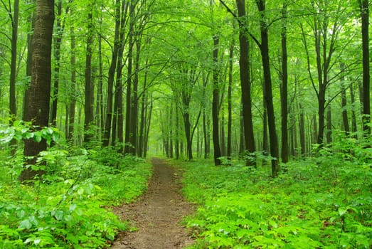 a path is in the  green forest