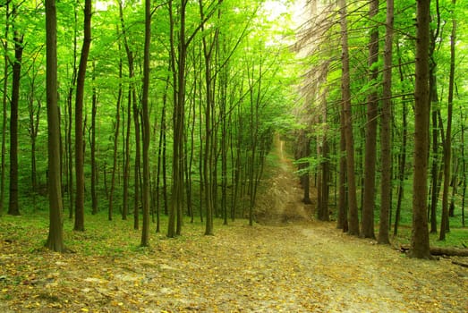 a path is in the green forest