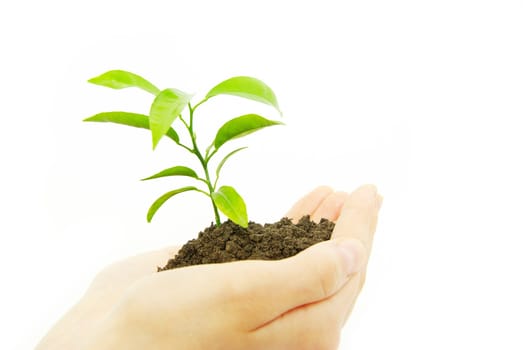 holding a plant between hands on white