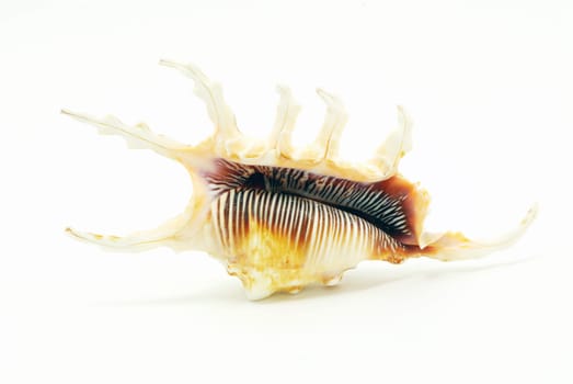 Sea shell  isolated on white background