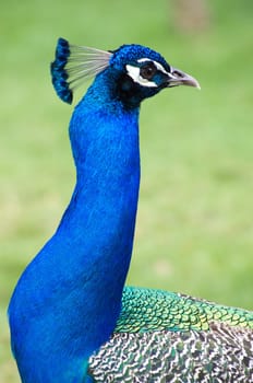Peacock on a green background