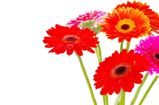 colorful gerberas on white background