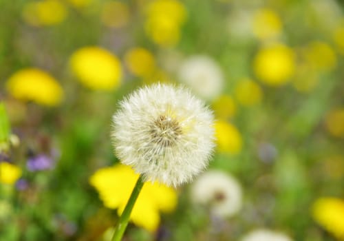 beautiful  dandelion on a background the field