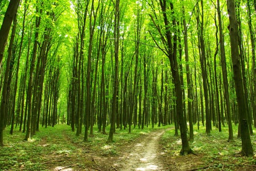 a path is in the green forest