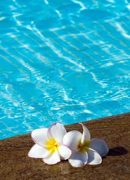 Tropical flower Plumeria  on swimming pool