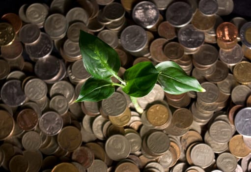Plant on and background coins