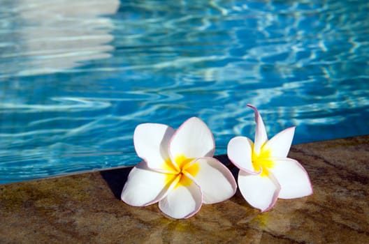 Tropical flower Plumeria  on swimming pool
