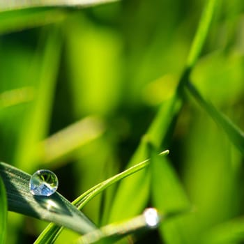 Dew  on a blade of grass