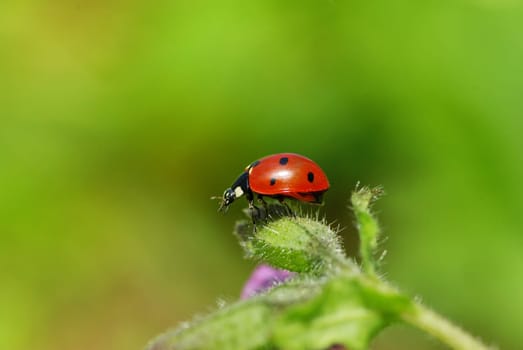 ladybug sitting on the blade of grass