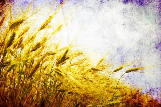 Grunge background with golden wheat in a farm field