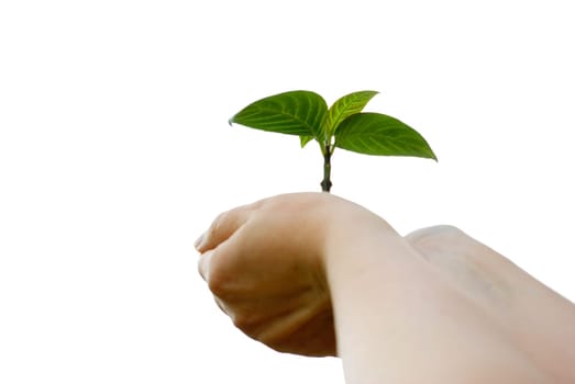 plant in the hand on  white background