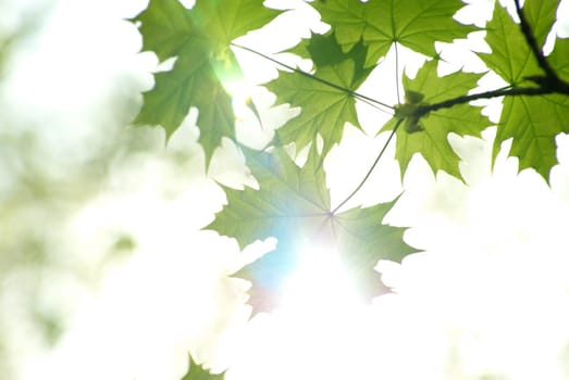 green leaves background in sunny day