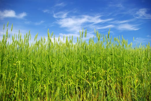 Early summer corn with a blue sky background