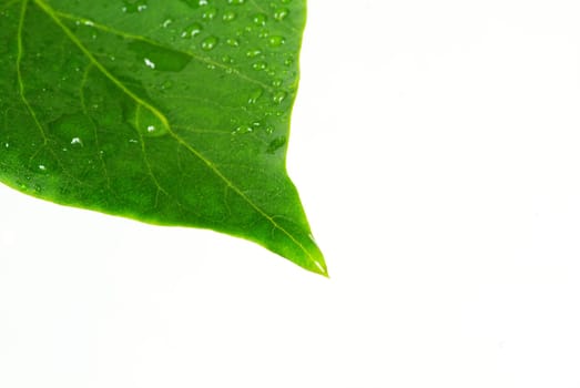 green leaves with water drops against white background