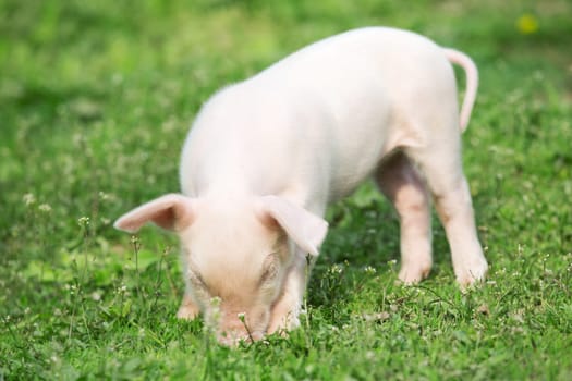 Young pig on a spring green grass